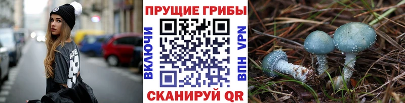 Псилоцибиновые грибы Psilocybe  Купить закладки  Ивдель 